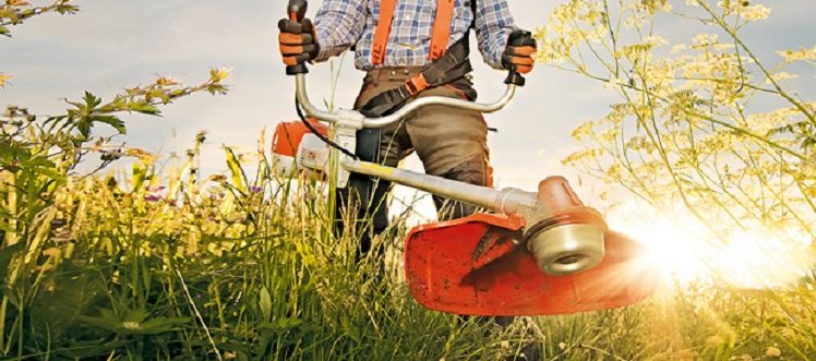 Când vor scăpa giurgiuvenii de bălăriile din oraş