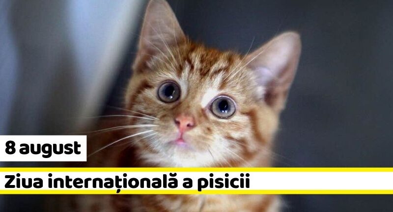 8 august, Ziua Internaţională a Pisicii