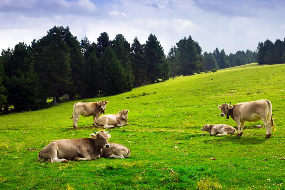 Guvernul a aprobat  185 de milioane de euro pentru crescătorii de animale