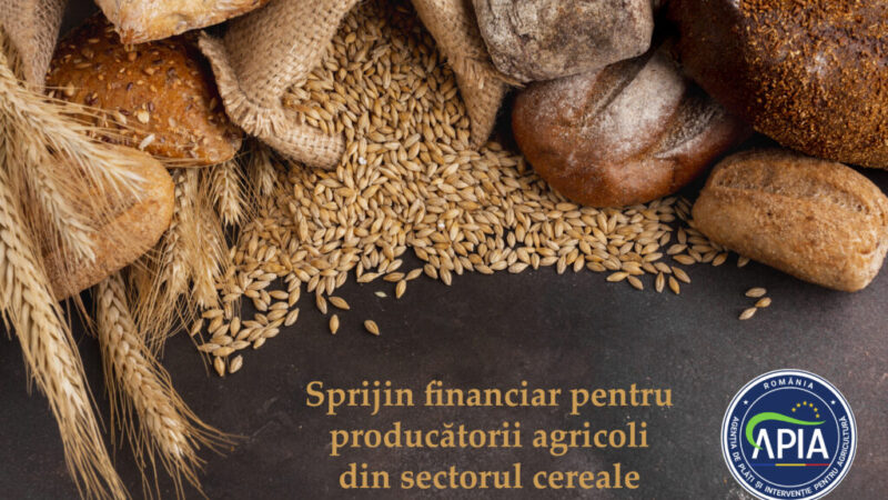 APIA acordă sprijin financiar în valoare de peste 99,2 milioane lei pentru producătorii agricoli din sectorul cereale 