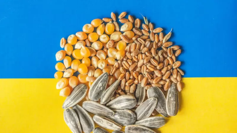 Fermierii din Româna vor ca importurile de cereale din Ucraina să fie interzise