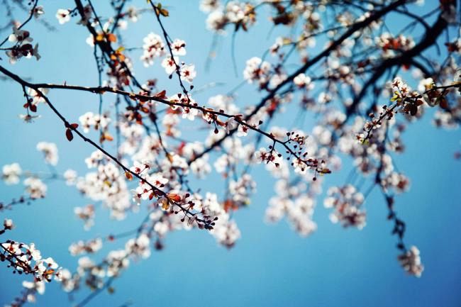 Echinocţiu – Primăvara astronomică miercuri, 20 martie