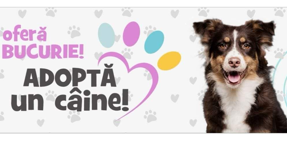 Vă invităm la un nou Târg de adopții câini