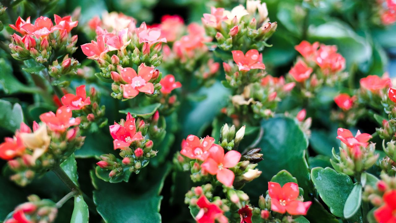 Kalanchoe, un ”chirurg” fără bisturiu! Află totul despre planta minune