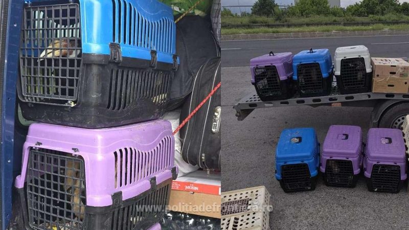47 de păsări exotice, fără documente legale de transport, depistate la Giurgiu